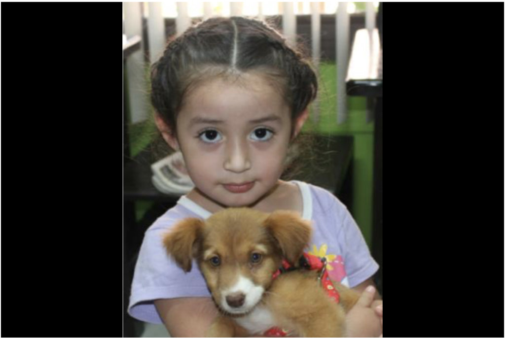 Rescue 100 Abandoned Dogs in Mexico