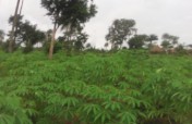Help giving for Cassava-Grater Machine