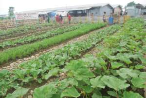 vegetable promotion for nutrition improvement