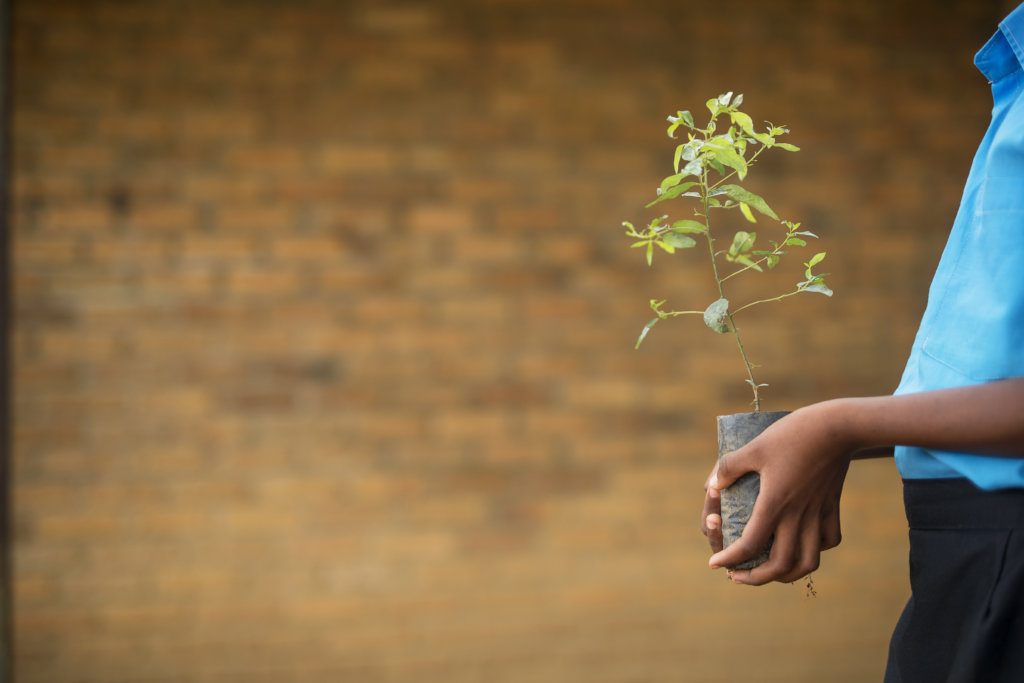 Help 60 Rwandan Students Fight Poverty with Trees