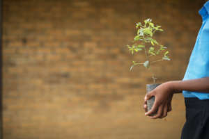 Student with a young tree