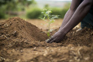 Community member planting a tree