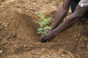 Community member planting a tree