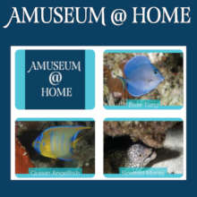 Amuseum@Home includes over 100 activities.
