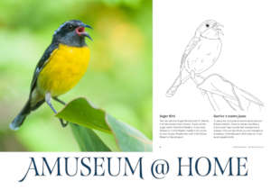 Amuseum@Home