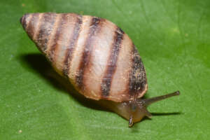 One of St. Martin's native snails