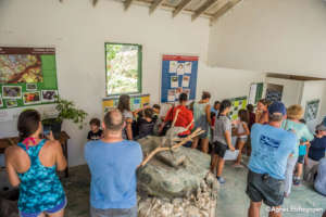 Museum for a day-the Endemic Animal Festival.