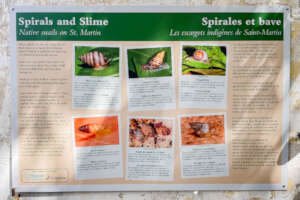 One of our new snail exhibit panels