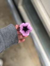 Kennedy King - Flower in Hand