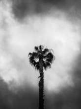 Palms by Alba, Dream Catchers