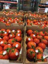 Tomatoes