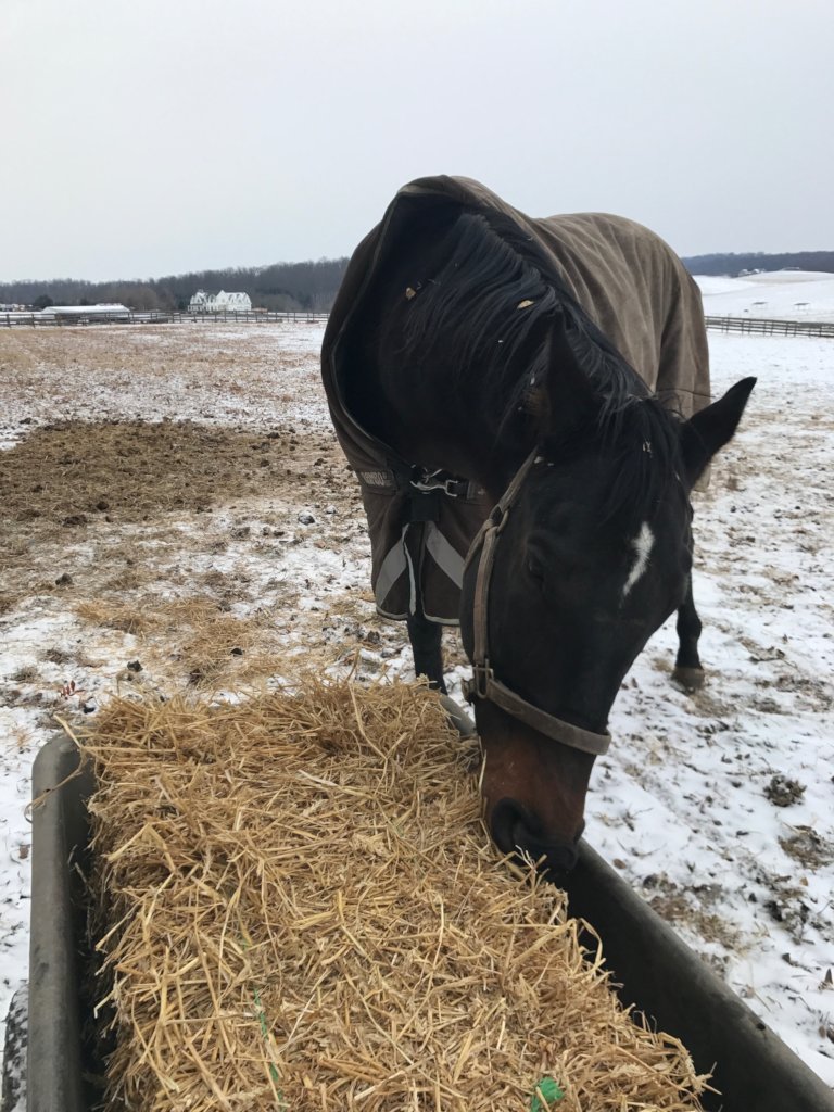 Help Provide Hay for 82 Rescue Horses in the US