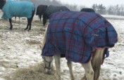 Help Provide Hay for 82 Rescue Horses in the US