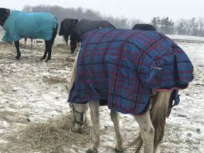Help Provide Hay for 82 Rescue Horses in the US
