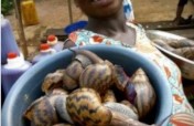 Women Economic Empowerment: Snail Farm in Ghana