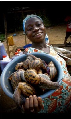 Women Economic Empowerment: Snail Farm in Ghana
