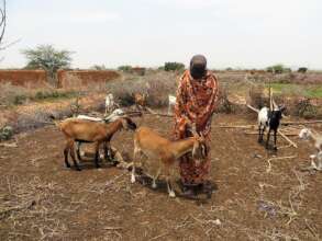 Goats change mothers' lives