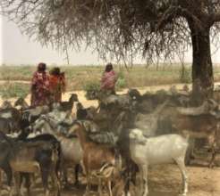 Women in Darfur with their goats.