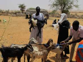 Goats arriving to the village