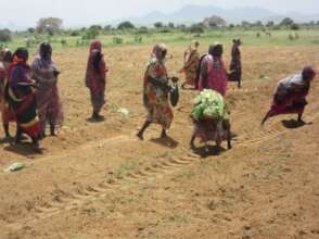 Women are in charge of Moringa planting