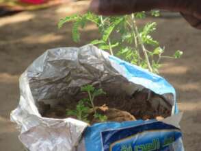 Moringa Seedling Trees