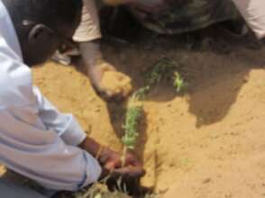 Planting Moringa Seedlings