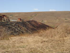 Slash-and-Burn
