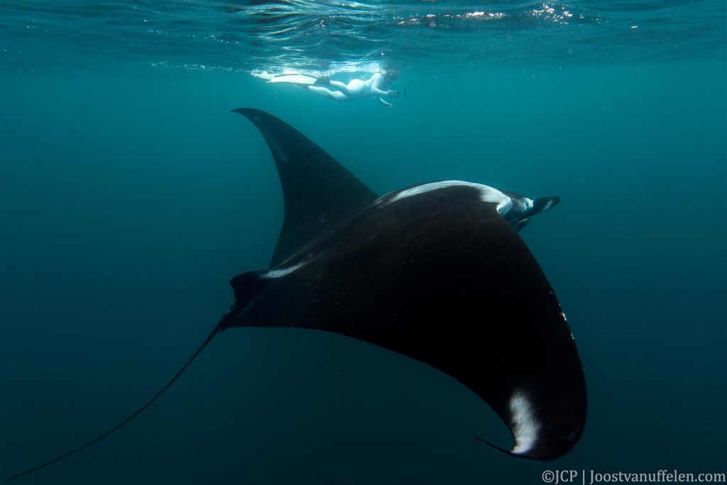 Engaging Communities to Conserve Giant Manta Rays