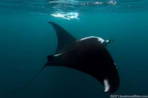 Diving with giant mantas in Peru