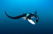 Engaging Communities to Conserve Giant Manta Rays