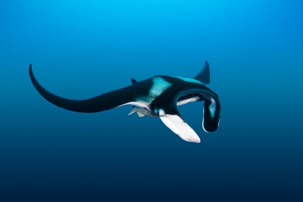 Engaging Communities to Conserve Giant Manta Rays