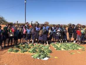 GI veggie harvest