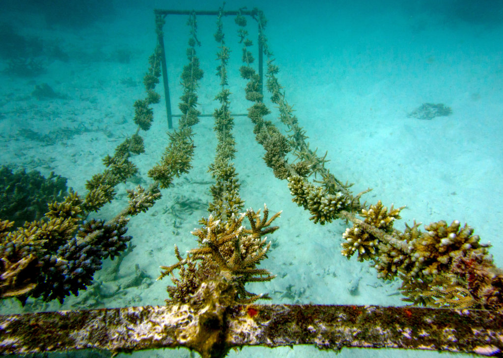 Rehabilitating coral reefs damaged by bleaching