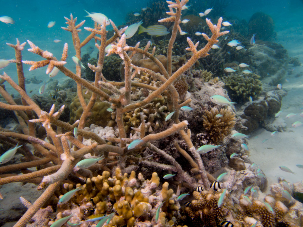 Rehabilitating coral reefs damaged by bleaching