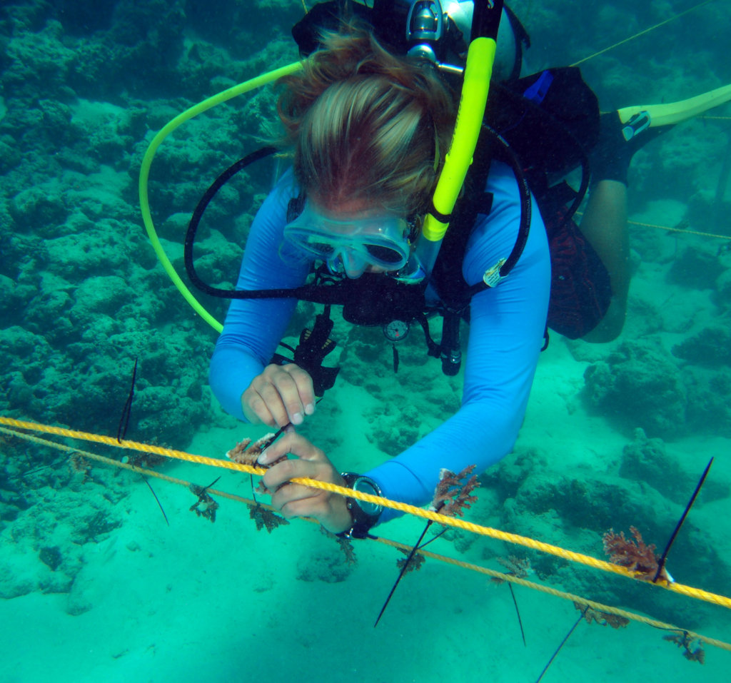 Rehabilitating coral reefs damaged by bleaching