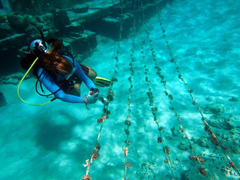 Rehabilitating coral reefs damaged by bleaching