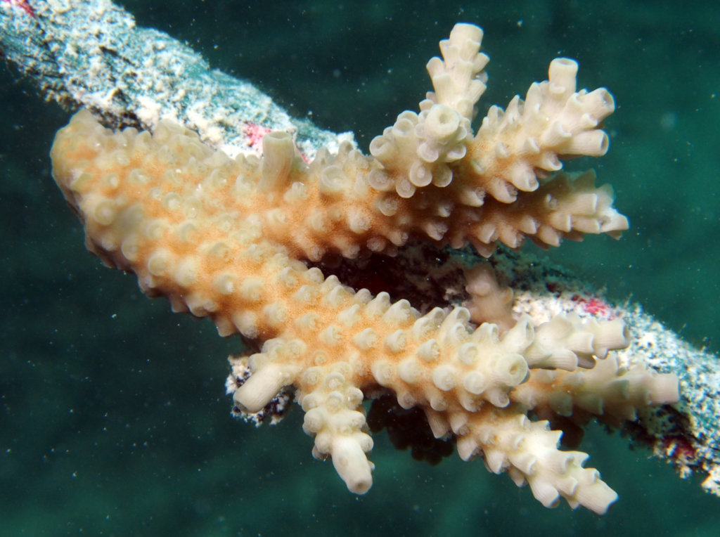Rehabilitating coral reefs damaged by bleaching