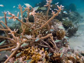Restored reef
