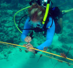 Coral nursery diver
