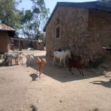 A group of local goats cross-bred