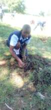 A school girl watering a planted forest tree