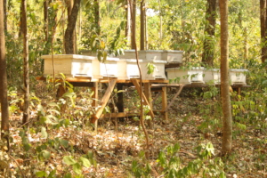 Joan's apiary site which she manages