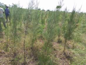 Forest tree vegetation