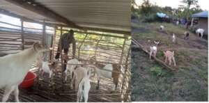 Matthews with his herd of goats in the pen