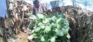 Pamela tendto her innovated kitchen garden