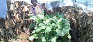 Pamela tendto her innovated kitchen garden