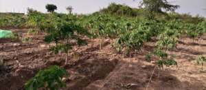 Fruit tree (pawpaw)