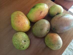 Harvested mango fruits