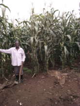 Maize Farmer