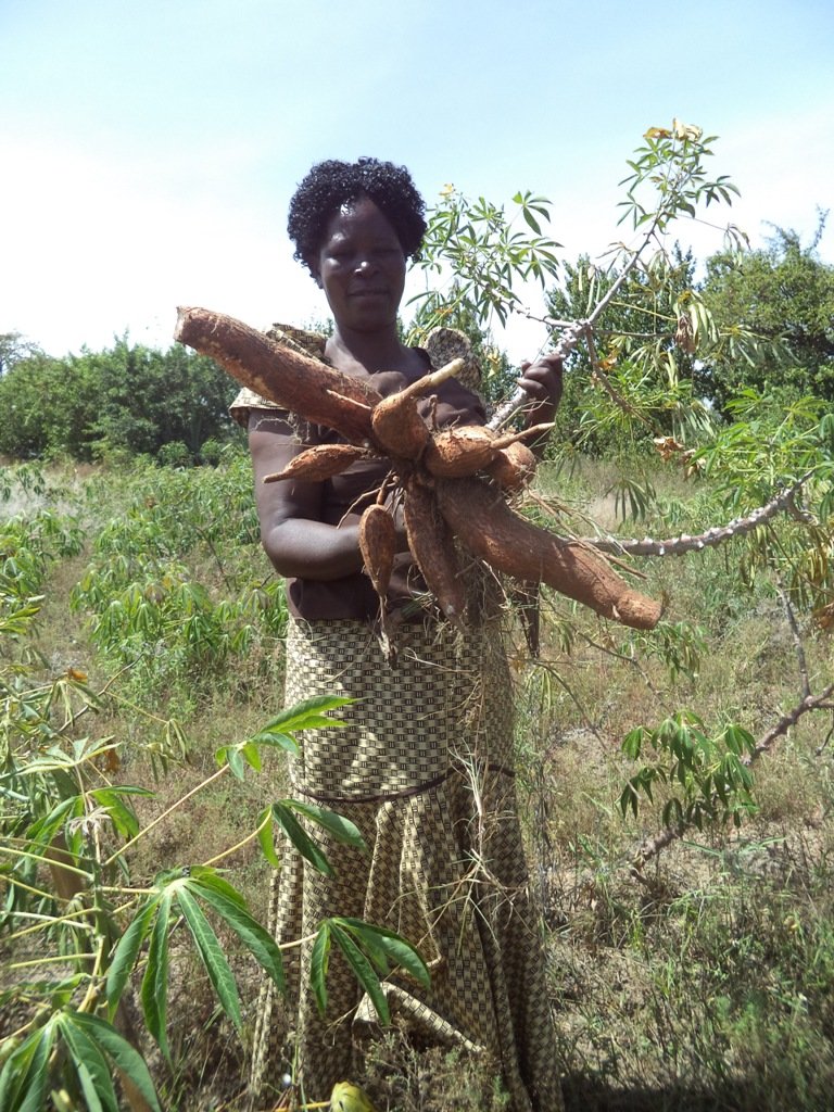 Cassava Farming